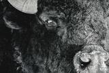 Bison Stare in Black and White