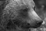 British Columbia Grizzly Portrait II