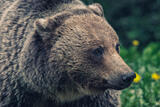British Columbia Grizzly Portrait  SCP