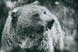 British Columbia Grizzly Styled II