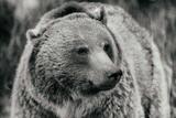 British Columbia Grizzly Styled