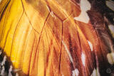 Butterly Effect IV