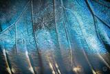 Butterly Effect V