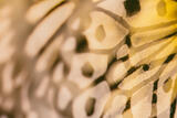 Butterly Effect VII
