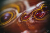 Butterly Effect IX