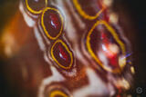 Butterly Effect VIII
