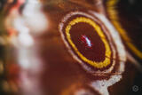 Butterly Effect X