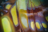 Butterly Effect XII