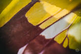 Butterly Effect XIII