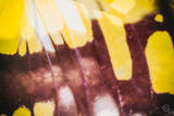 Butterly Effect XIV