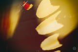 Butterly Effect XV