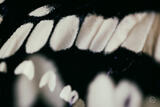 Butterly Effect XVI
