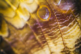 Butterly Effect XVII