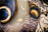 Butterly Effect XVIII