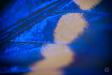 Butterly Effect XXII