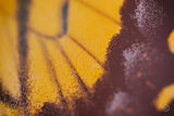 Butterly Effect XXIII