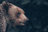 Grizzly Bear Portrait