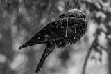 Seeking Shelter