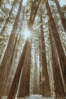 An Afternoon in the Redwoods