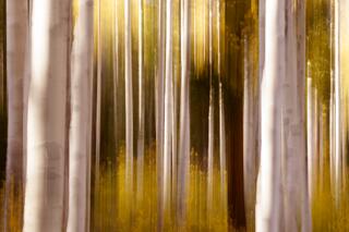 Aspen Dreams — utah; photograph by Nathan Larson.