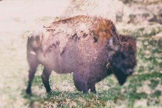 Bison Dreams II; photograph by Nathan Larson.