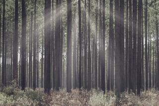 Bring Me In — forest; photograph by Nathan Larson.