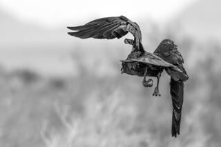 Departure II — wings; photograph by Nathan Larson.