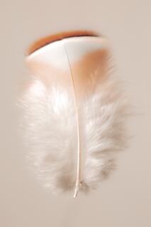 Floating Feathers IV — stilllife; photograph by Nathan Larson.