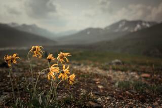 Flowers in Tombstone — yukon; photograph by Nathan Larson.