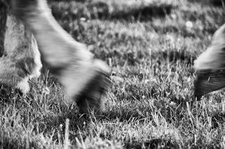 Horse Moves; photograph by Nathan Larson.