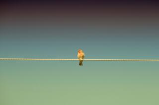 Leonard Cohen — bird; photograph by Nathan Larson.