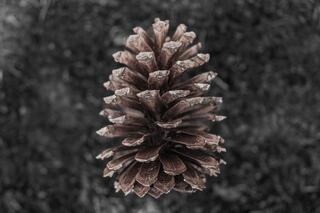 Longleaf Pine Forest Floor — trees; photograph by Nathan Larson.