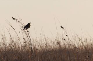 Meadowlark Call; photograph by Nathan Larson.