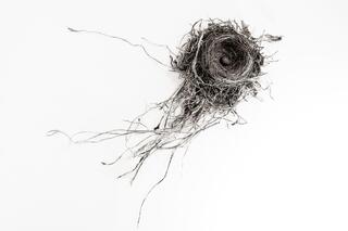 Nest Released I — bird nest; photograph by Nathan Larson.