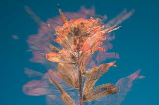 New Light V Spin; photograph by Nathan Larson.