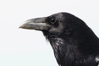 Organ Piple Cactus Raven Portrait — birds; photograph by Nathan Larson.