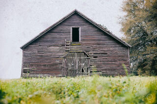 Peanut Farm