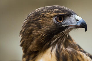 Red Tailed Hawk Profile