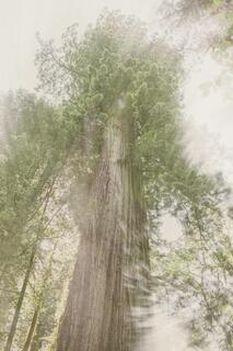 Redwood Grove; photograph by Nathan Larson.
