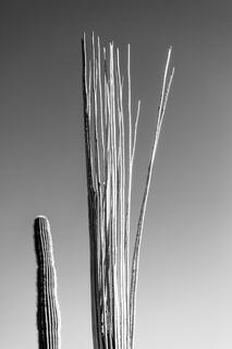 Saguaro Bones I; photograph by Nathan Larson.