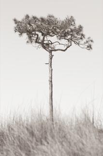 Secluded — lone tree; photograph by Nathan Larson.
