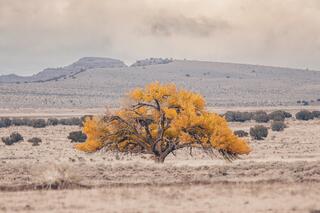 Tree of Life — single tree; photograph by Nathan Larson.