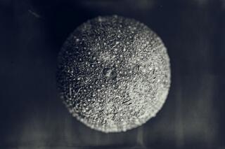 Urchin Stilllife I — urchins; photograph by Nathan Larson.