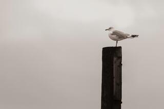 Watching the Rain Fall — flight; photograph by Nathan Larson.