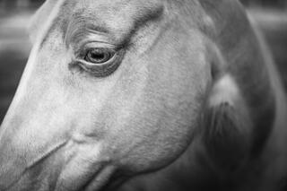 Willow — Horse; photograph by Nathan Larson.