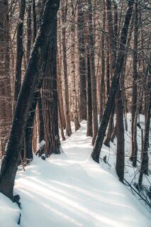 Winter Walks; photograph by Nathan Larson.