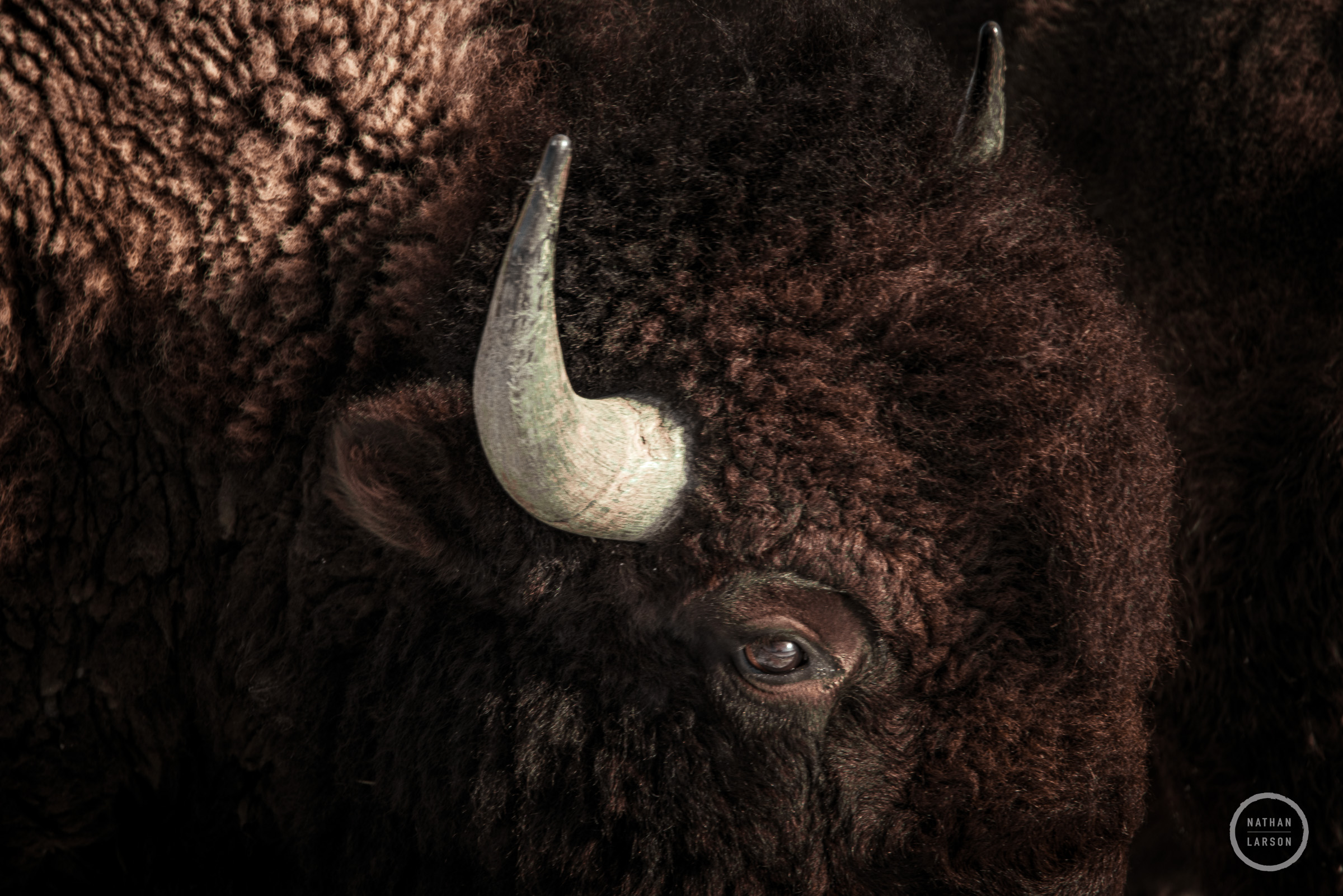 The weatherd horns of an American Bison with the afternoon sunset reflecting in its eyes.
