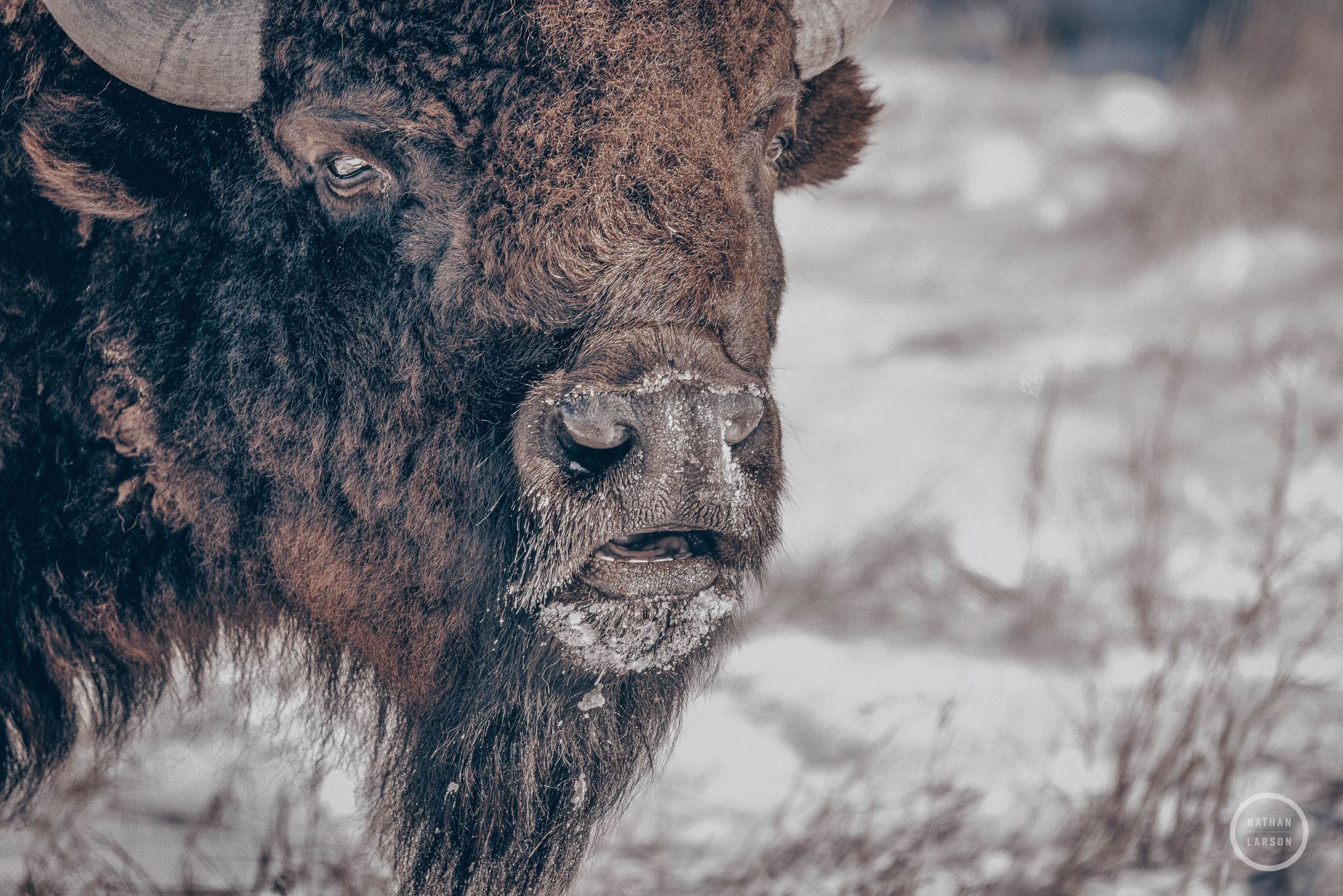 A large American Bison bull forages in the winter prairie. Printed in color.