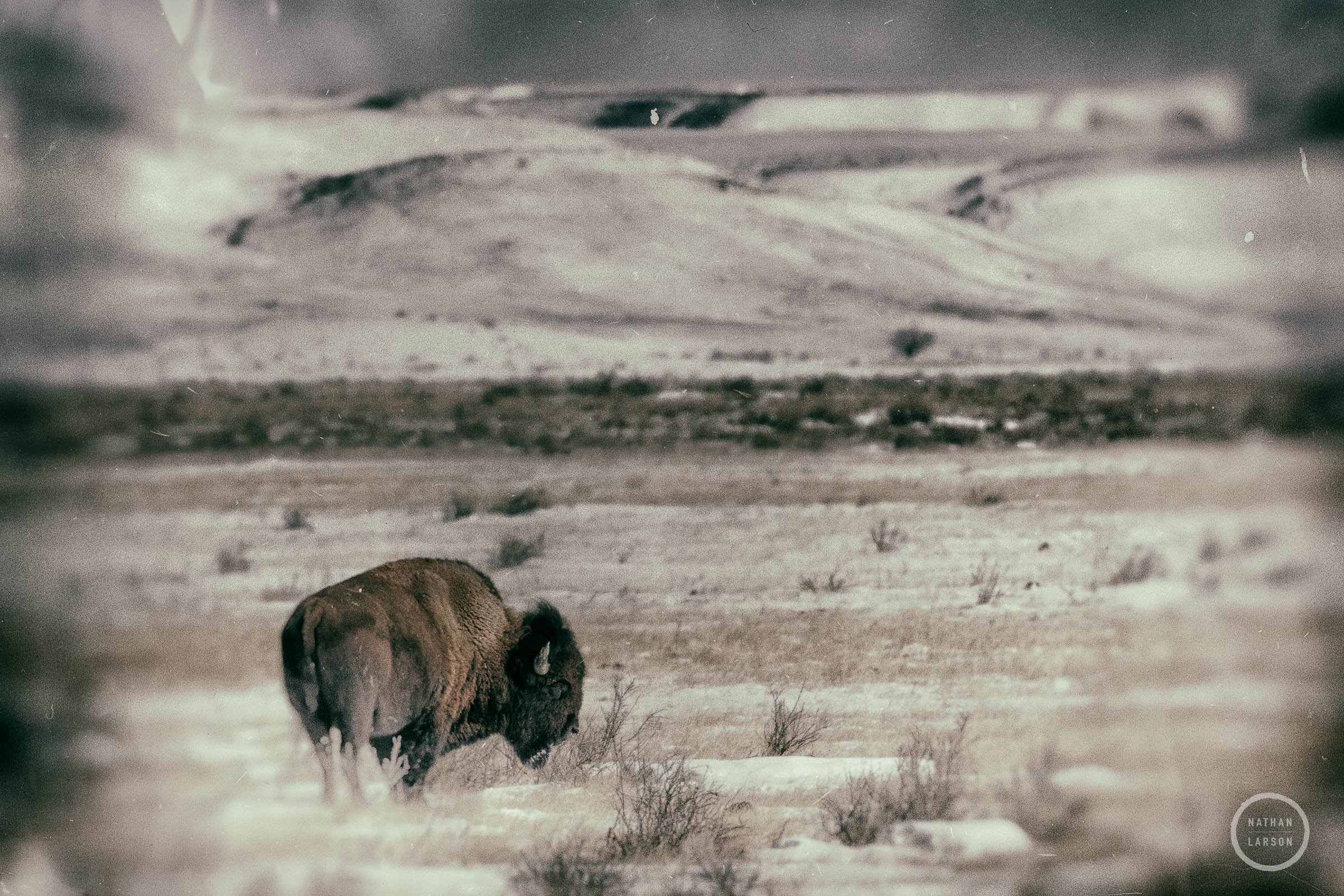 American Bison facing the wind as it grazes in the open praire.