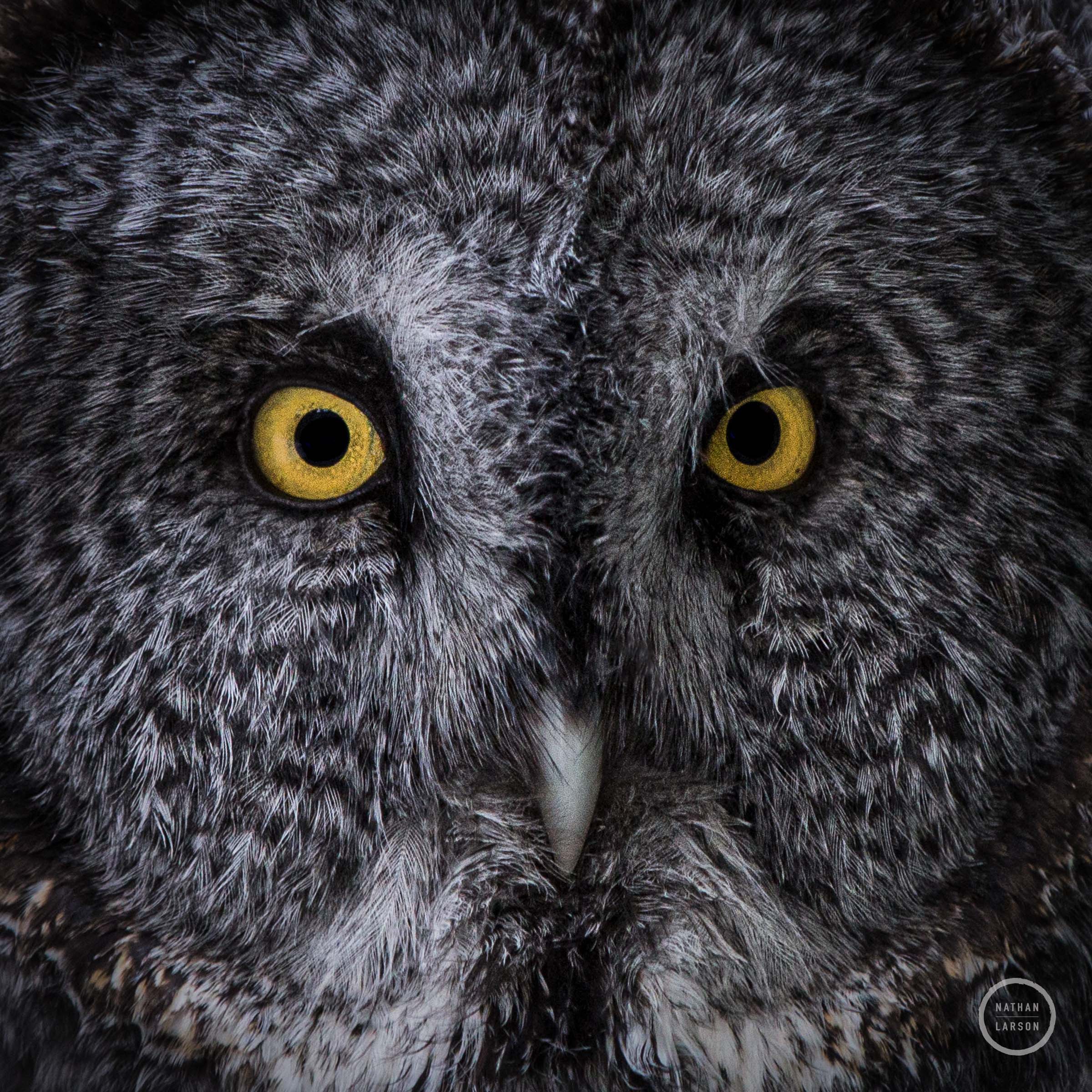 Venture into the enigmatic world of the forest with this captivating fine art print, featuring a close-up of a Great Grey Owl...